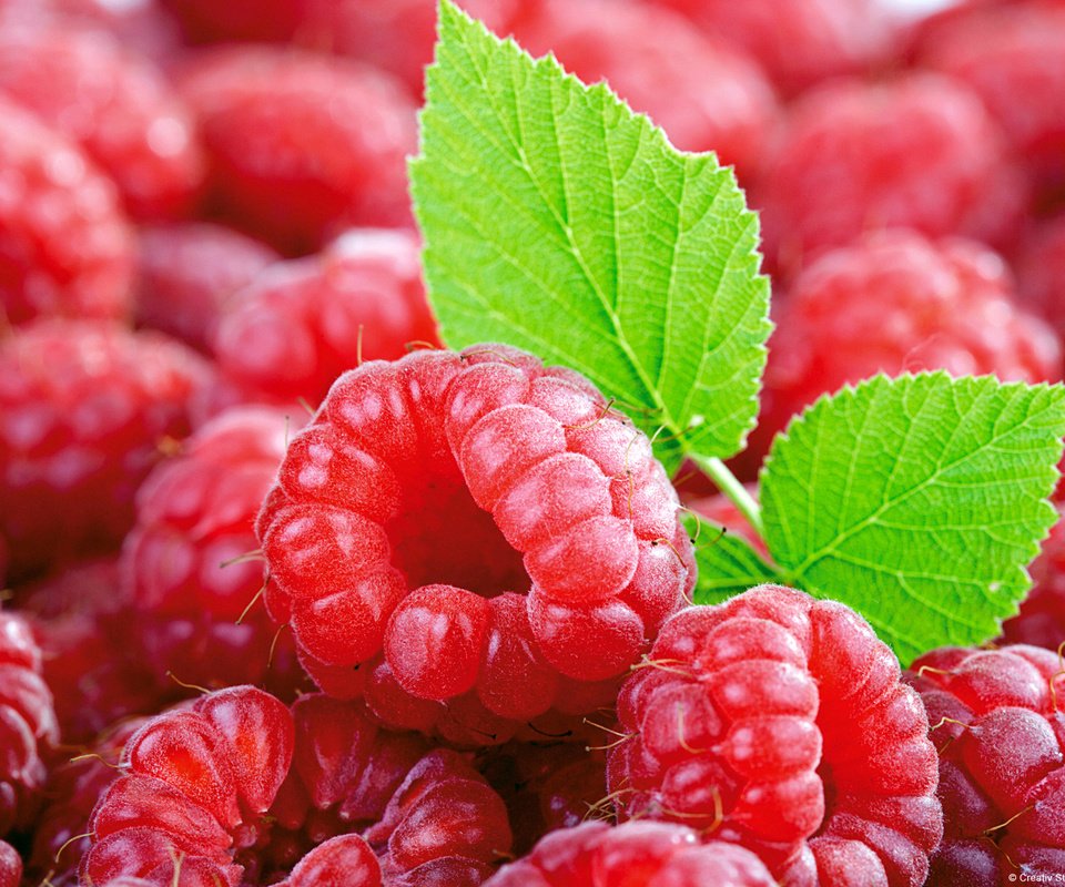 Обои малина, ягоды, листочек, малина и листок, raspberry, berries, leaf, and raspberry leaf разрешение 1920x1200 Загрузить