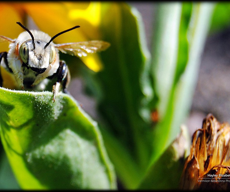 Обои насекомое, растение, пчела, зеленые листья, insect, plant, bee разрешение 1920x1200 Загрузить