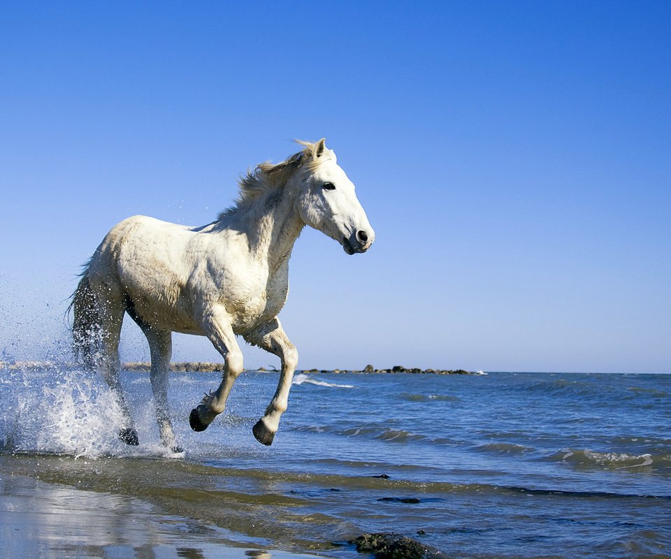 Обои лошадь, вода, берег, море, конь, horse, water, shore, sea разрешение 1920x1200 Загрузить