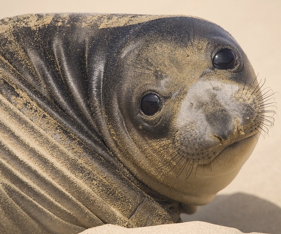 Обои морда, песок, тюлень, face, sand, seal разрешение 1920x1080 Загрузить