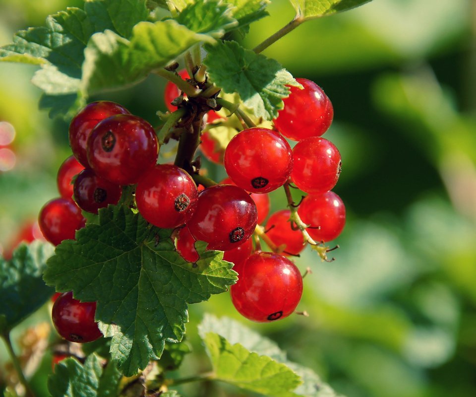 Обои листья, ягода, красная смородина, смородина, боке, кислица, leaves, berry, red currant, currants, bokeh, oxalis разрешение 1920x1278 Загрузить