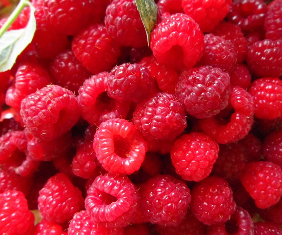 Обои малина, ягода, красная, спелая, много, raspberry, berry, red, ripe, a lot разрешение 1920x1440 Загрузить