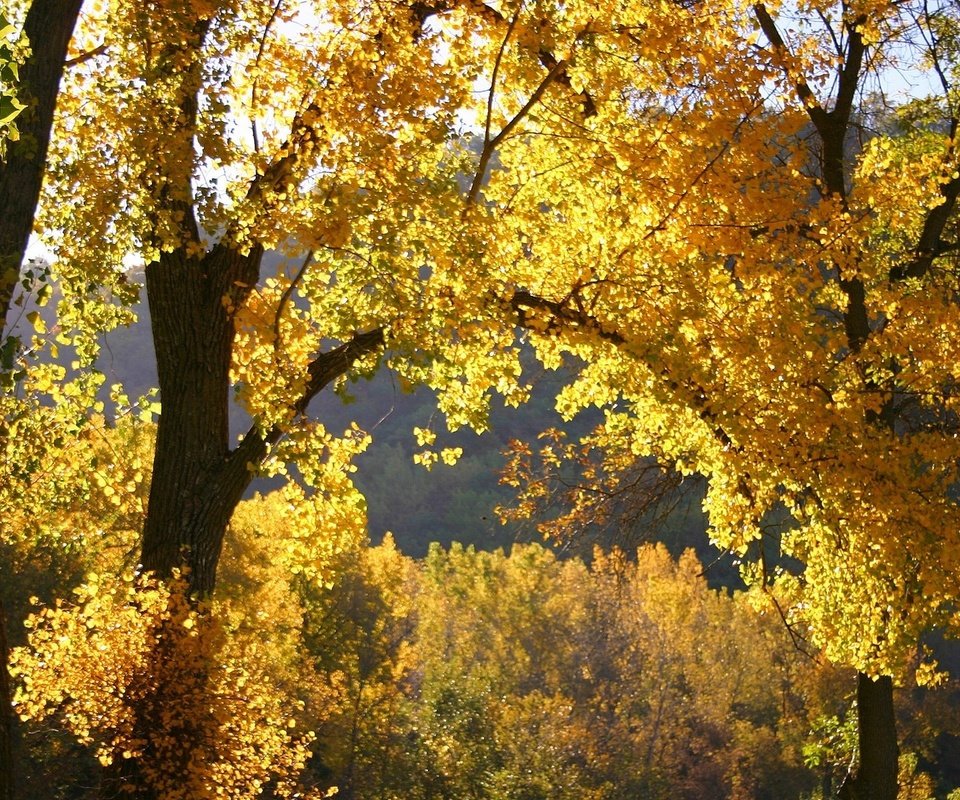 Обои деревья, природа, лес, листья, осень, trees, nature, forest, leaves, autumn разрешение 1920x1200 Загрузить