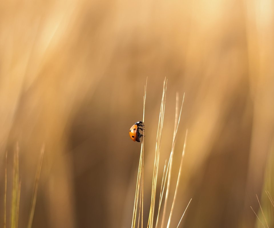 Обои трава, природа, лето, насекомые, божья коровка, травинка, grass, nature, summer, insects, ladybug, a blade of grass разрешение 2560x1600 Загрузить