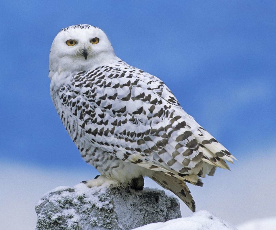 Обои сова, снег, хищник, камень, птица, полярная, белая сова, owl, snow, predator, stone, bird, polar, white owl разрешение 1920x1200 Загрузить