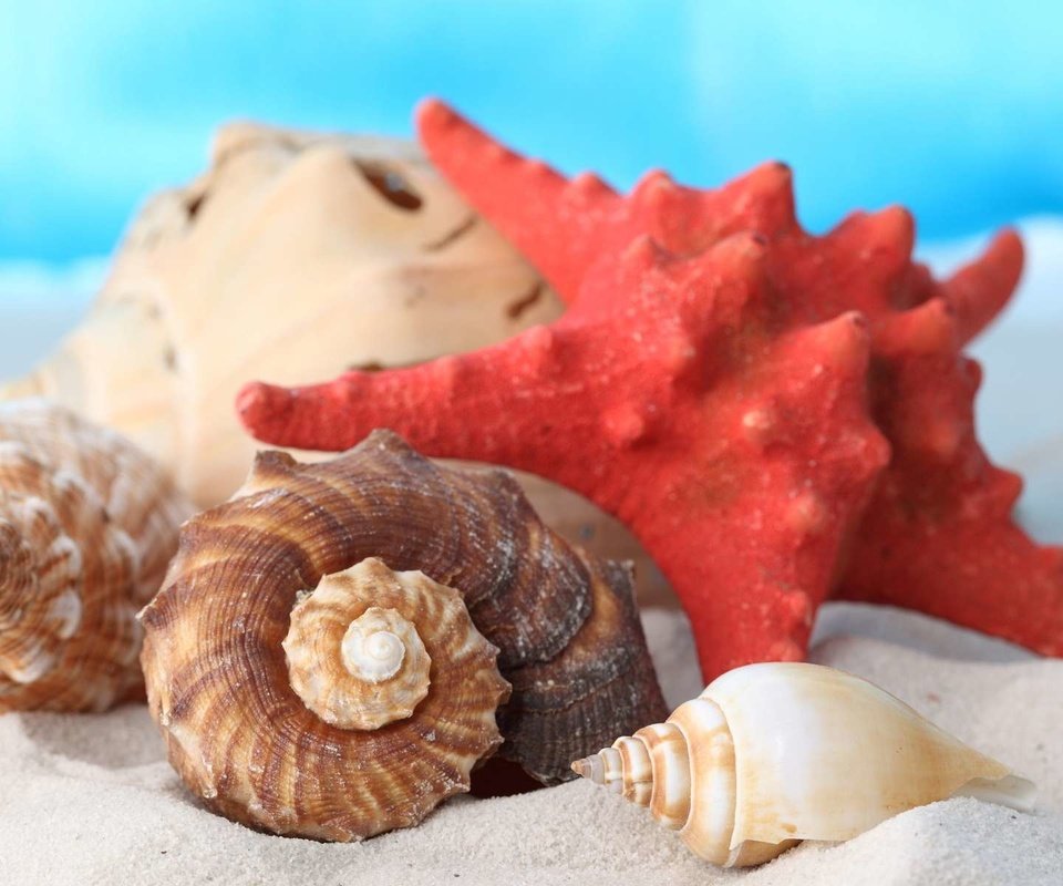 Обои макро, песок, пляж, ракушки, морская звезда, раковины, macro, sand, beach, shell, starfish разрешение 1920x1200 Загрузить