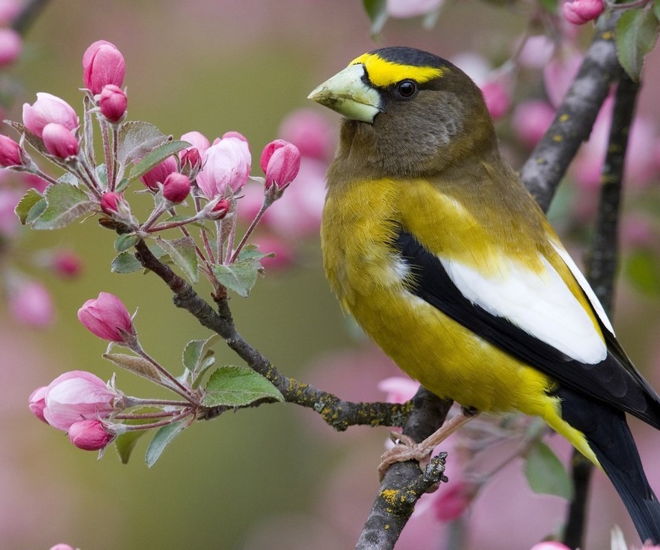 Обои цветы, ветка, птица, клюв, весна, flowers, branch, bird, beak, spring разрешение 1920x1080 Загрузить