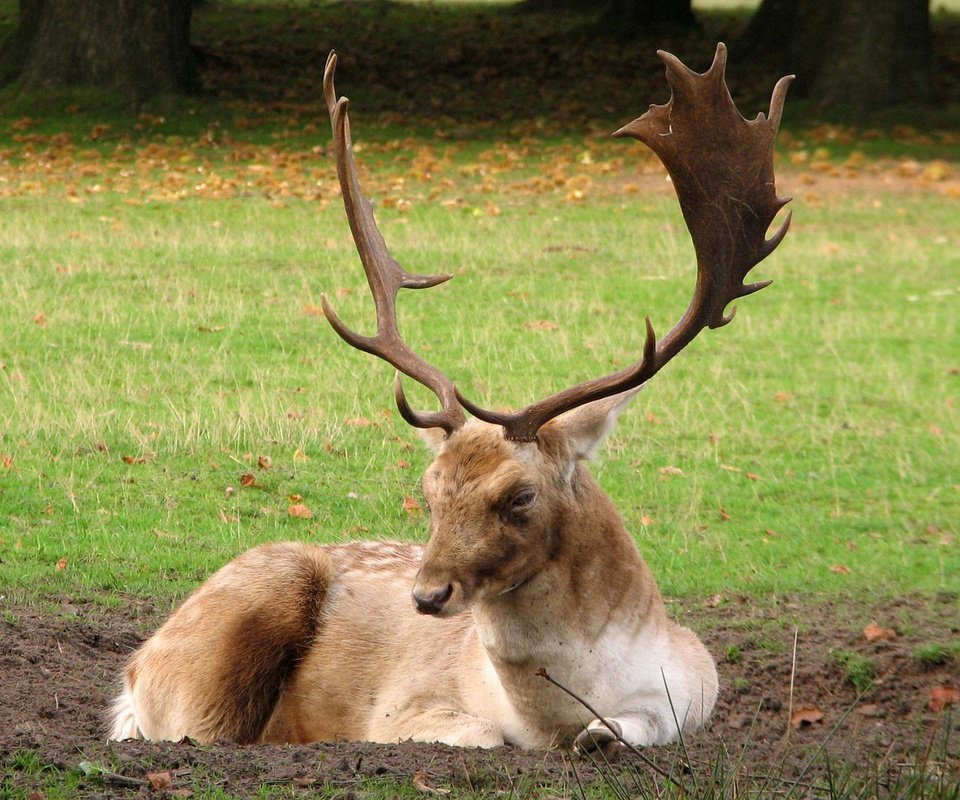 Обои трава, лес, олень, рога, опушка, grass, forest, deer, horns, the edge разрешение 1920x1200 Загрузить