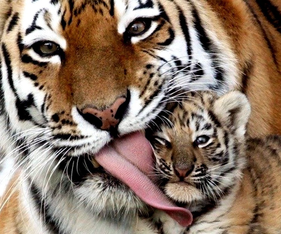 Обои тигр, тигренок, семья, малыш, язык, тигры, tiger, family, baby, language, tigers разрешение 2000x1337 Загрузить