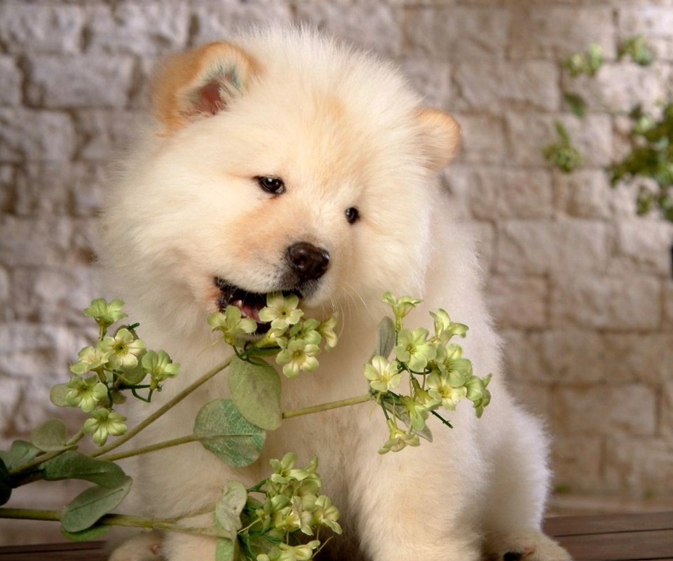Обои собака, щенок, белая стена, чао-чао, чау-чау, dog, puppy, white wall, chao-chao, chow разрешение 2000x1530 Загрузить
