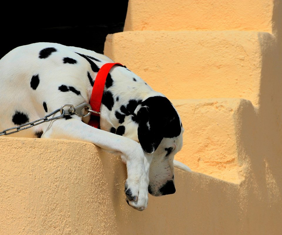 Обои стена, собака, далматин, ошейник, цепь, wall, dog, dalmatian, collar, chain разрешение 1920x1200 Загрузить