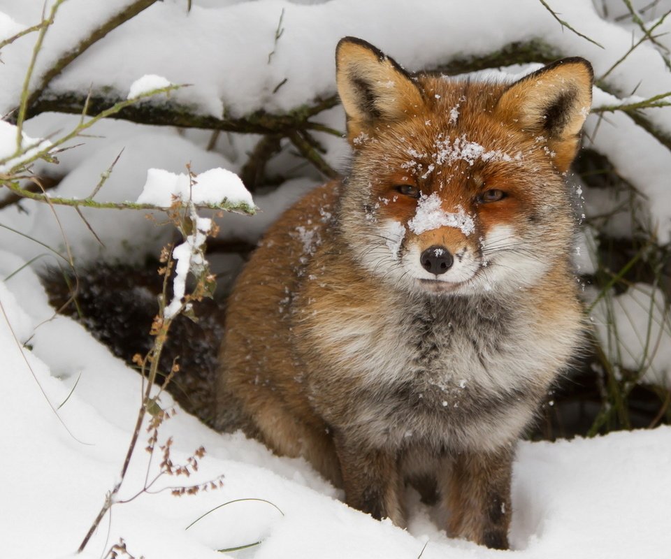 Обои снег, зима, ветки, взгляд, лиса, лисица, нора, snow, winter, branches, look, fox, nora разрешение 1920x1200 Загрузить