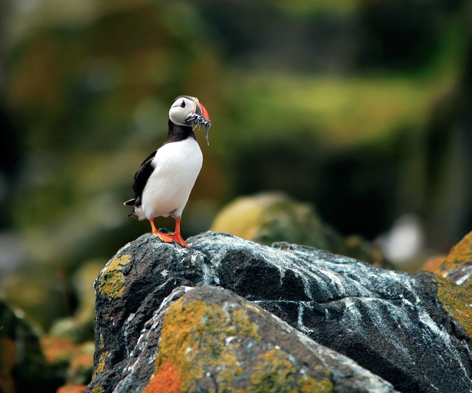 Обои фон, размытость, камень, птица, тупик, атлантический тупик, background, blur, stone, bird, stalled, atlantic puffin разрешение 2560x1600 Загрузить