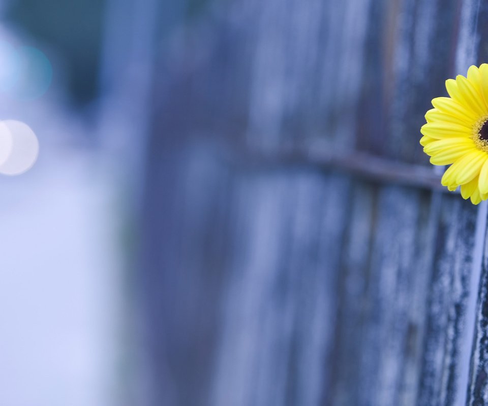 Обои макро, цветок, забор, размытие, гербера, cvetok, makro, zabor, razmytie, macro, flower, the fence, blur, gerbera разрешение 1920x1080 Загрузить