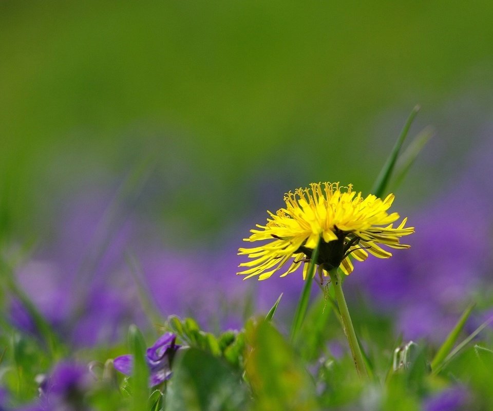 Обои трава, природа, цветок, поле, лето, одуванчик, grass, nature, flower, field, summer, dandelion разрешение 1920x1200 Загрузить