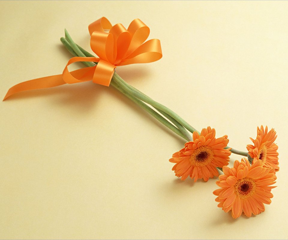 Обои cvety, oranzhevyj, tri, lentochka разрешение 2952x2096 Загрузить