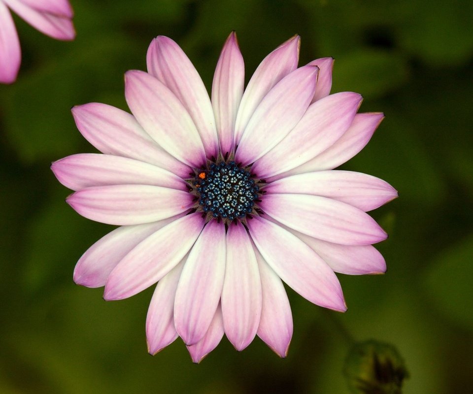 Обои макро, цветок, лепестки, гербера, macro, flower, petals, gerbera разрешение 1920x1170 Загрузить