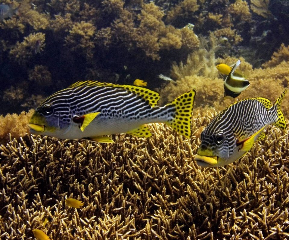 Обои рыбки, рыбы, подводный мир, тропические, дно моря, коралловые рифы, fish, underwater world, tropical, the bottom of the sea, coral reefs разрешение 1920x1200 Загрузить