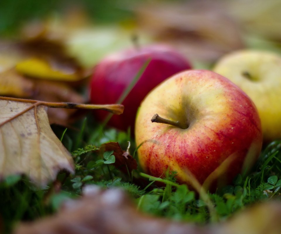 Обои листья, макро, фрукты, яблоки, осень, leaves, macro, fruit, apples, autumn разрешение 2560x1600 Загрузить