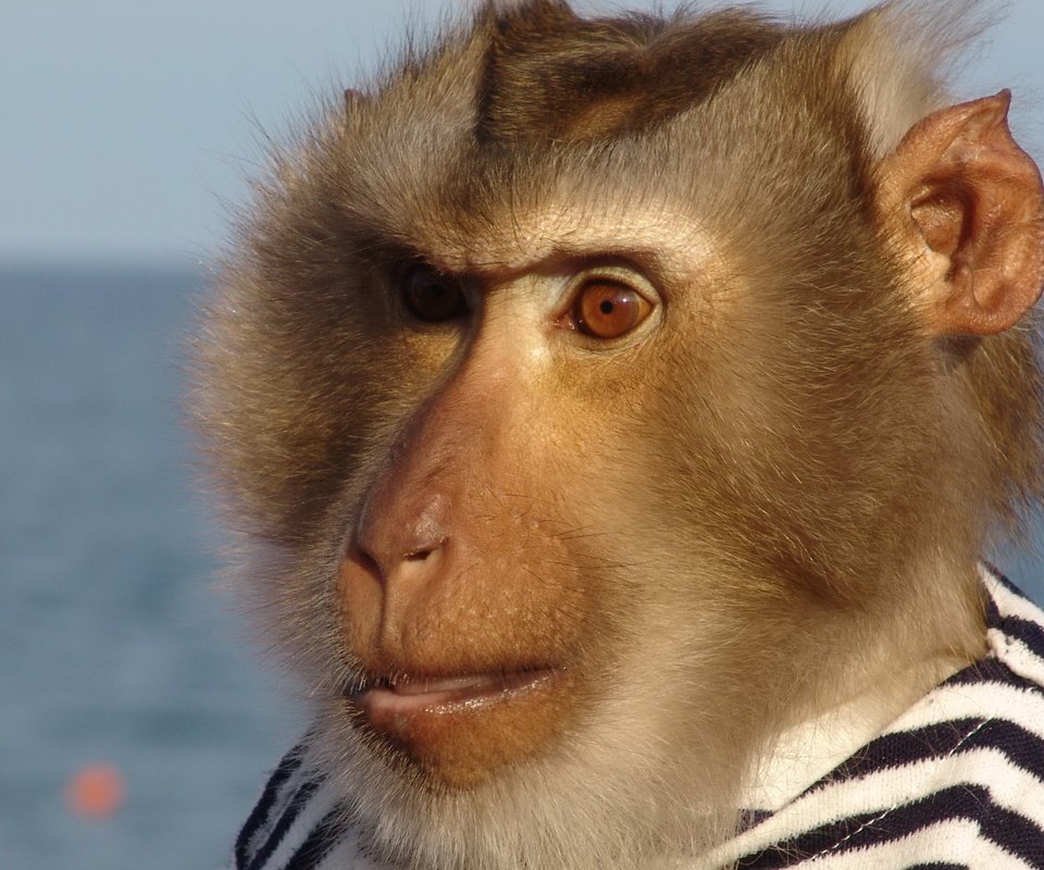 Обои морда, обезьяна, матрос, тельняшка, face, monkey, sailor, vest разрешение 3264x1836 Загрузить