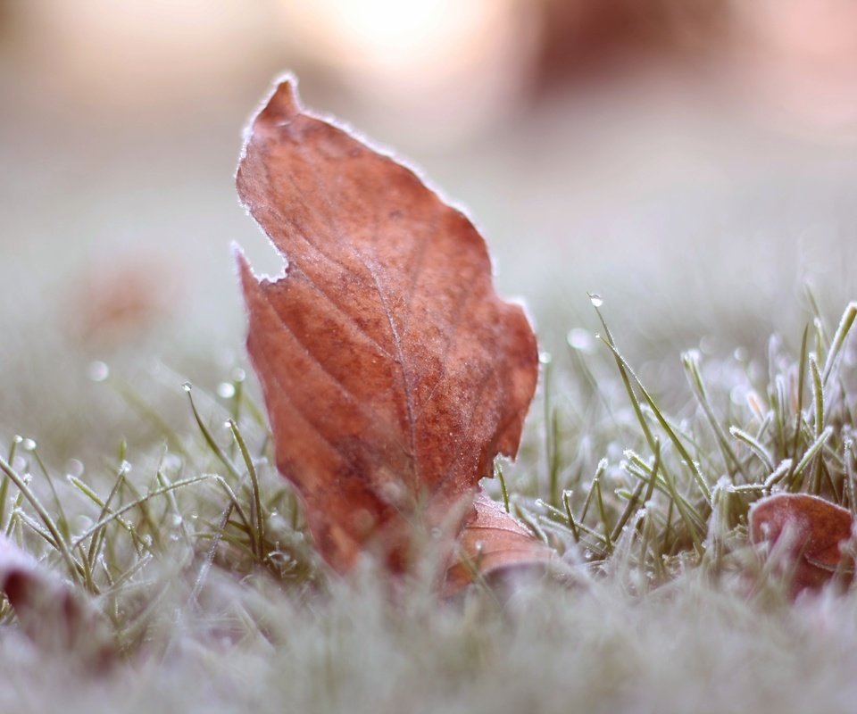 Обои трава, листья, макро, иней, осень, grass, leaves, macro, frost, autumn разрешение 3888x2592 Загрузить