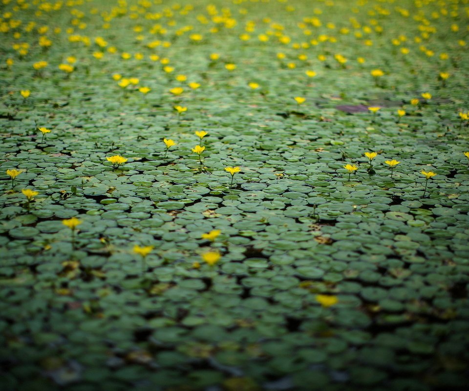 Обои цветы, озеро, природа, лилии, желтые, поверхность, кувшинки, flowers, lake, nature, lily, yellow, surface, water lilies разрешение 1920x1200 Загрузить