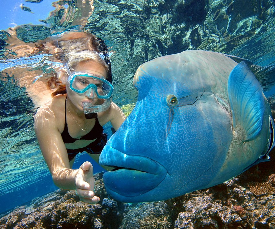 Обои рыбы, тропики, мальдивы, дайвинг, fish, tropics, the maldives, diving разрешение 2240x1488 Загрузить