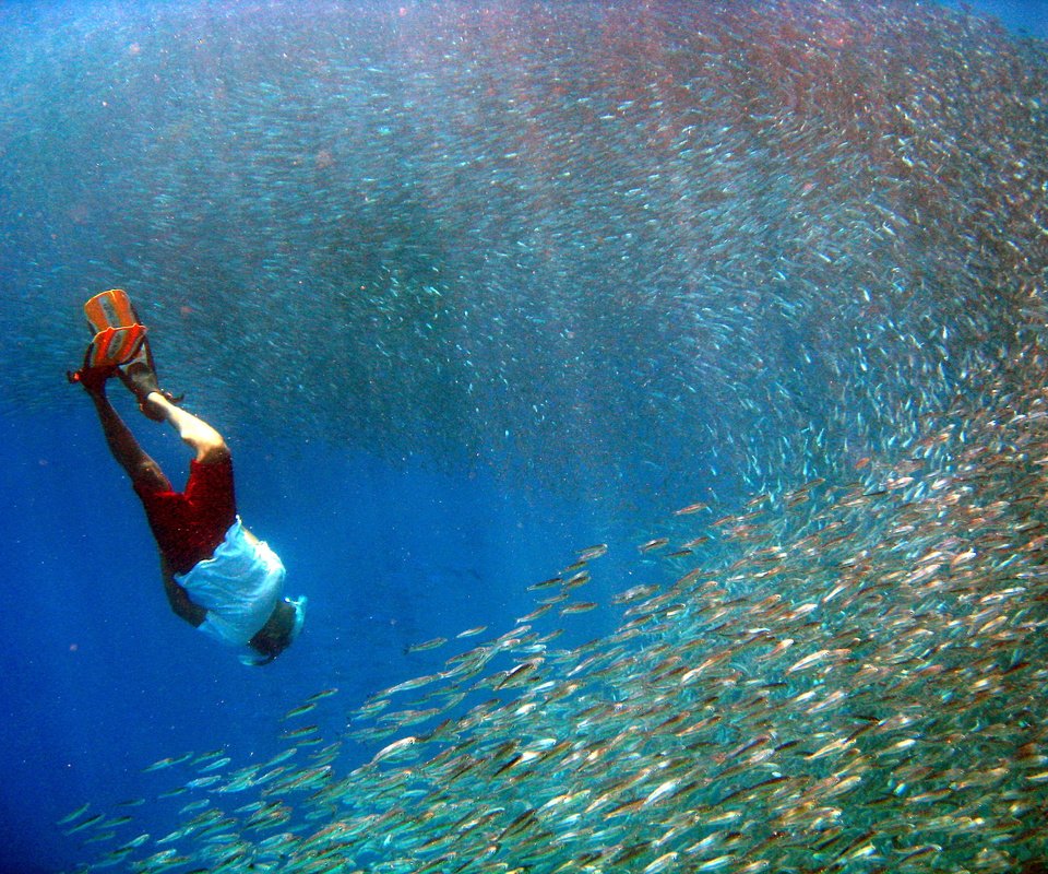 Обои рыбы, тропики, мальдивы, дайвинг, fish, tropics, the maldives, diving разрешение 3264x2448 Загрузить