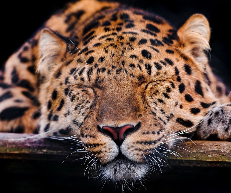 Обои морда, усы, спит, леопард, темный фон, лапа, face, mustache, sleeping, leopard, the dark background, paw разрешение 2560x1707 Загрузить