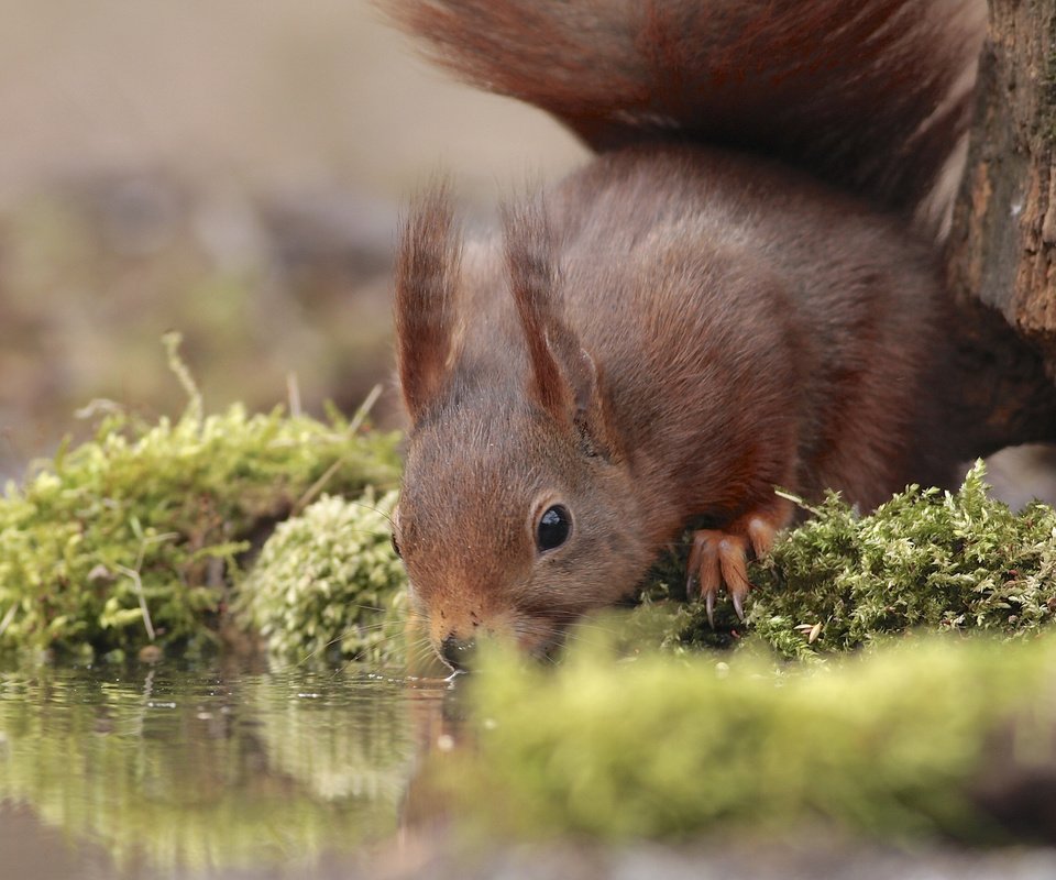 Обои вода, отражение, мох, животное, белка, водопой, грызун, water, reflection, moss, animal, protein, drink, rodent разрешение 2048x1384 Загрузить