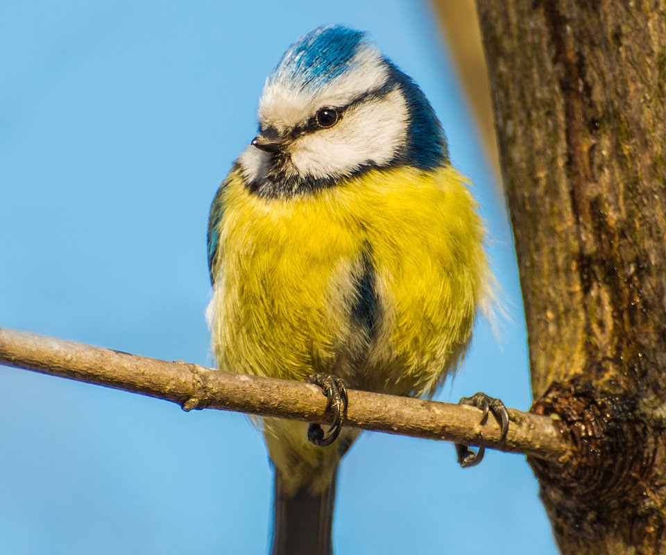 Обои небо, ветка, дерево, птица, синица, синичка, the sky, branch, tree, bird, tit, titmouse разрешение 1920x1300 Загрузить