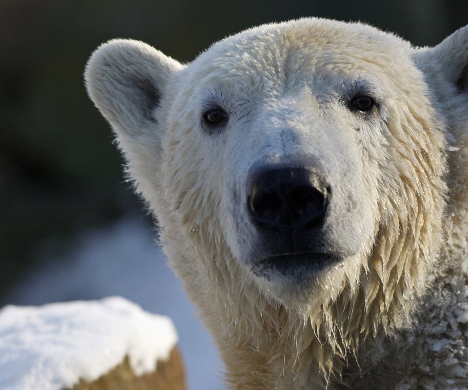 Обои морда, взгляд, медведь, белый, белый медведь, полярный, face, look, bear, white, polar bear, polar разрешение 2560x1600 Загрузить