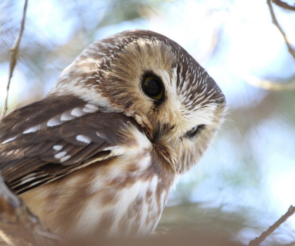 Обои сова, природа, лес, ветви, птица, воробьиный сыч, owl, nature, forest, branch, bird, pygmy owl разрешение 1920x1200 Загрузить