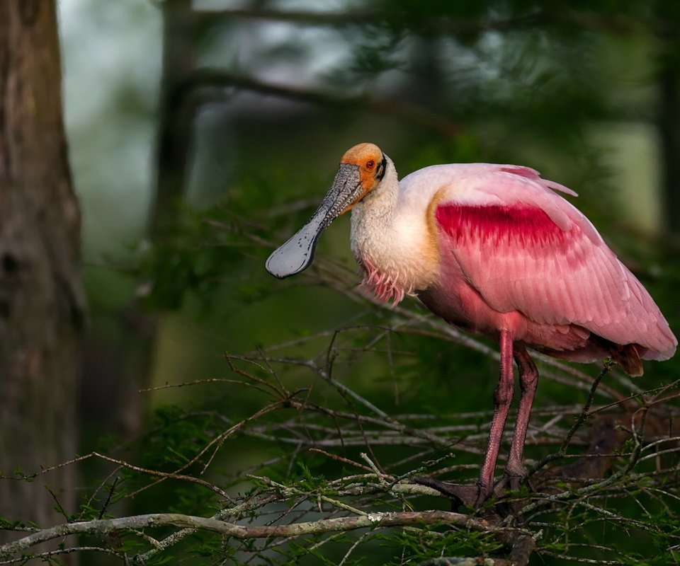 Обои природа, птица, розовая, колпица, roseate spoonbill, nature, bird, pink, spoonbill разрешение 1920x1200 Загрузить