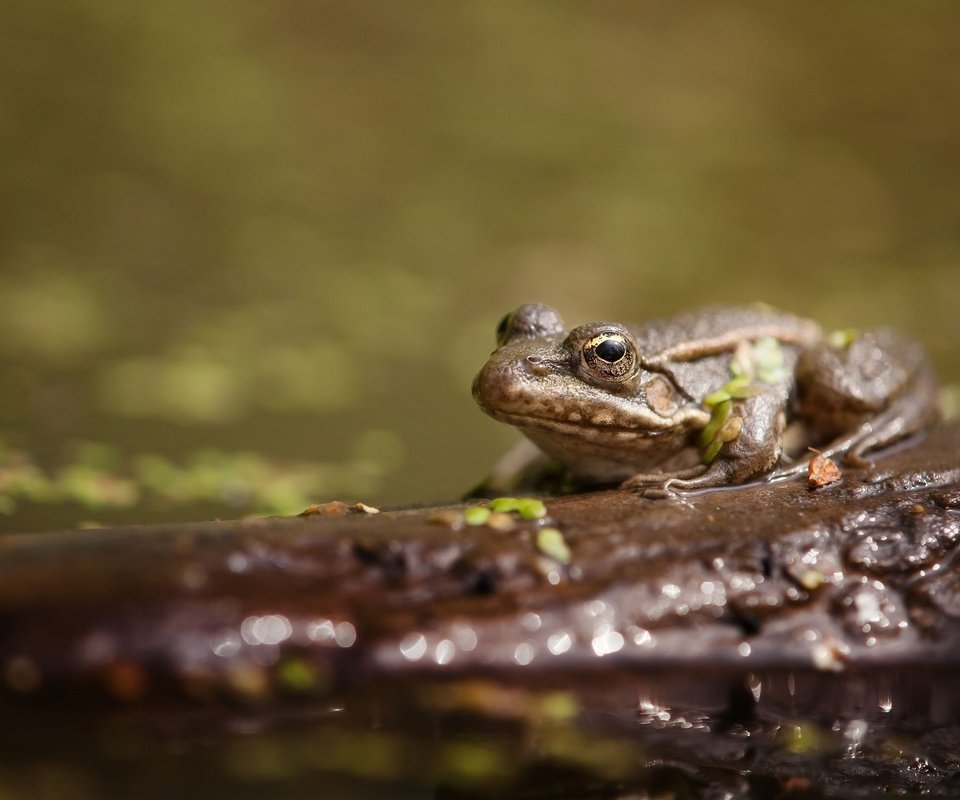 Обои вода, животные, лягушка, пруд, жаба, water, animals, frog, pond, toad разрешение 2048x1339 Загрузить