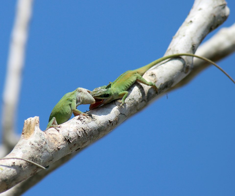 Обои небо, ветка, животные, ящерицы, зеленый анолис, green anole, the sky, branch, animals, lizards, green anolis разрешение 2048x1291 Загрузить