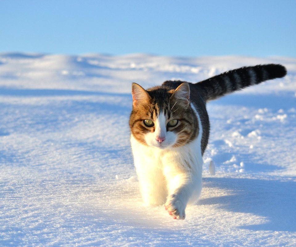 Обои снег, зима, кот, кошка, прогулка, snow, winter, cat, walk разрешение 1920x1300 Загрузить