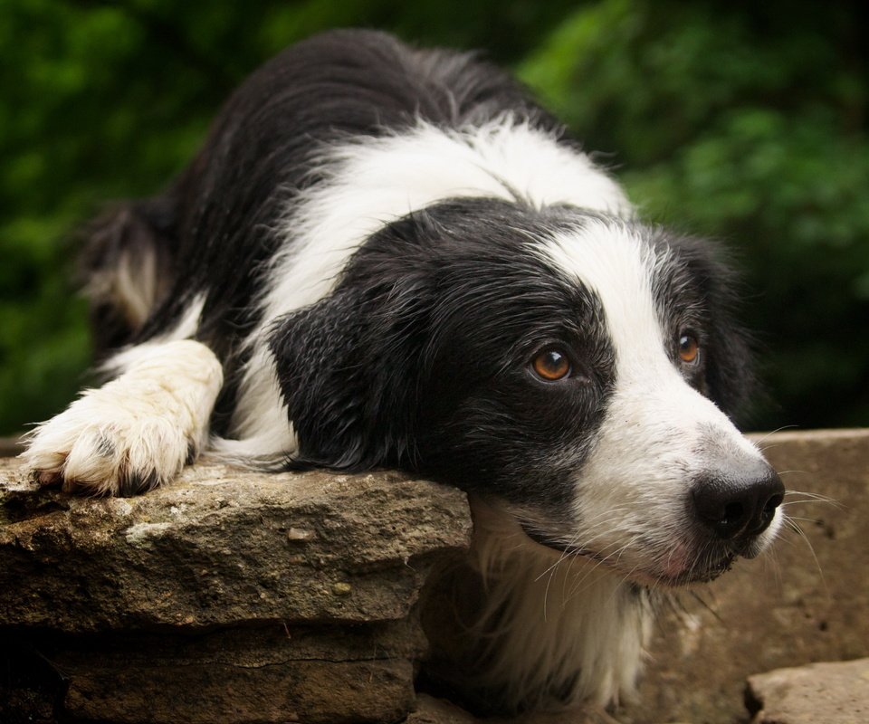 Обои мордочка, друг, лапки, бордер-колли, собака. взгляд, muzzle, each, legs, the border collie, dog. look разрешение 2560x1600 Загрузить