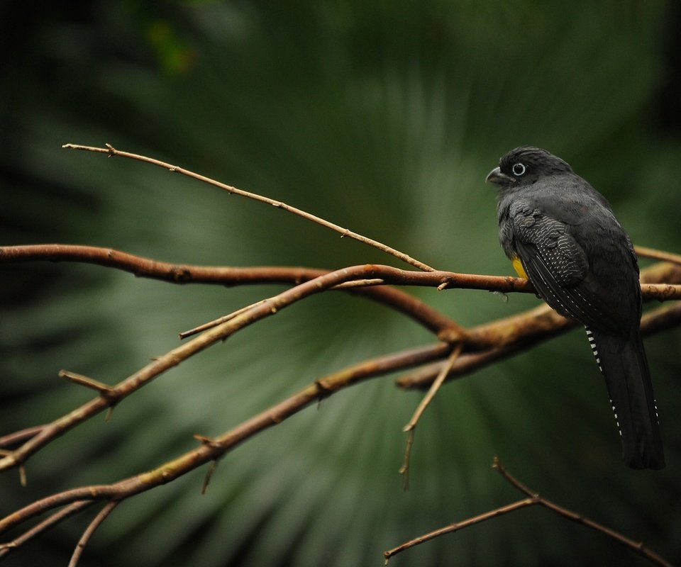 Обои ветка, дерево, птица, клюв, перья, черная, trogon caligatus, branch, tree, bird, beak, feathers, black разрешение 2560x1600 Загрузить