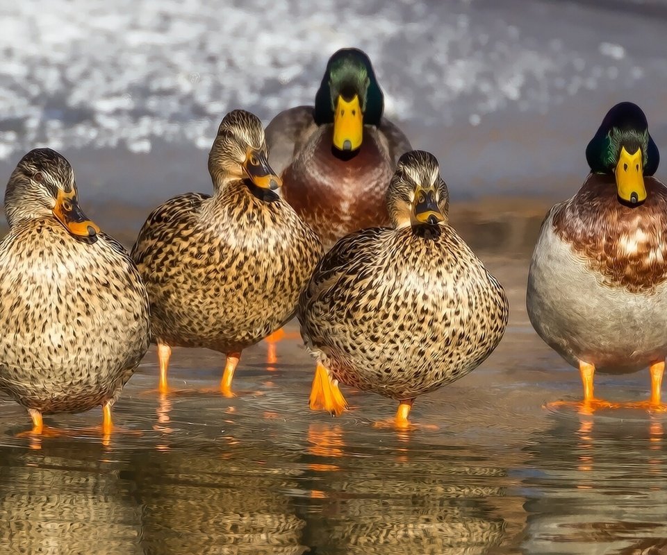 Обои вода, отражение, птицы, клюв, перья, утки, утка, кряква, water, reflection, birds, beak, feathers, duck, mallard разрешение 1920x1200 Загрузить