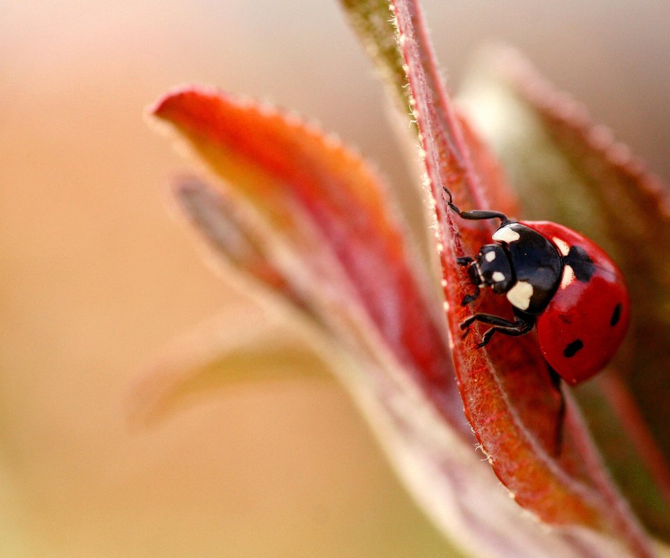 Обои макро, фон, божья коровка, размытость, cvetok, bozhya, korovka, listok, macro, background, ladybug, blur разрешение 1920x1200 Загрузить