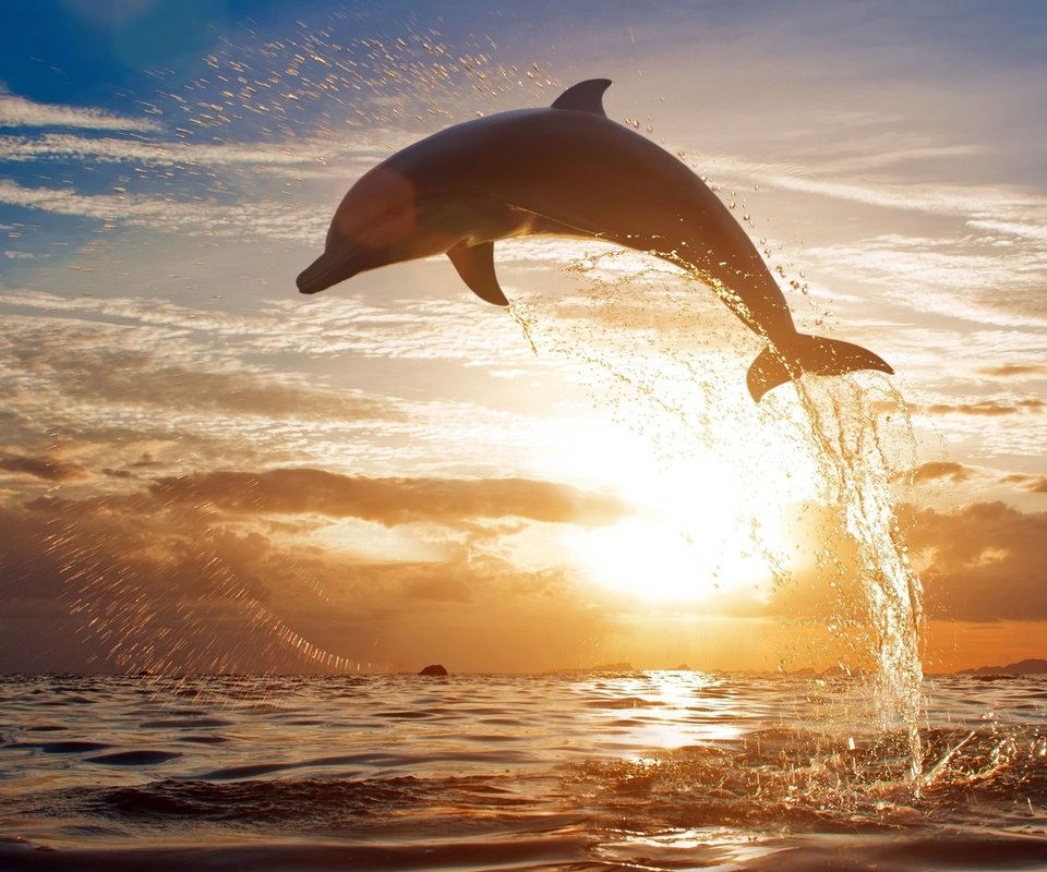 Обои закат, море, брызги, прыжок, дельфин, sunset, sea, squirt, jump, dolphin разрешение 2560x1612 Загрузить