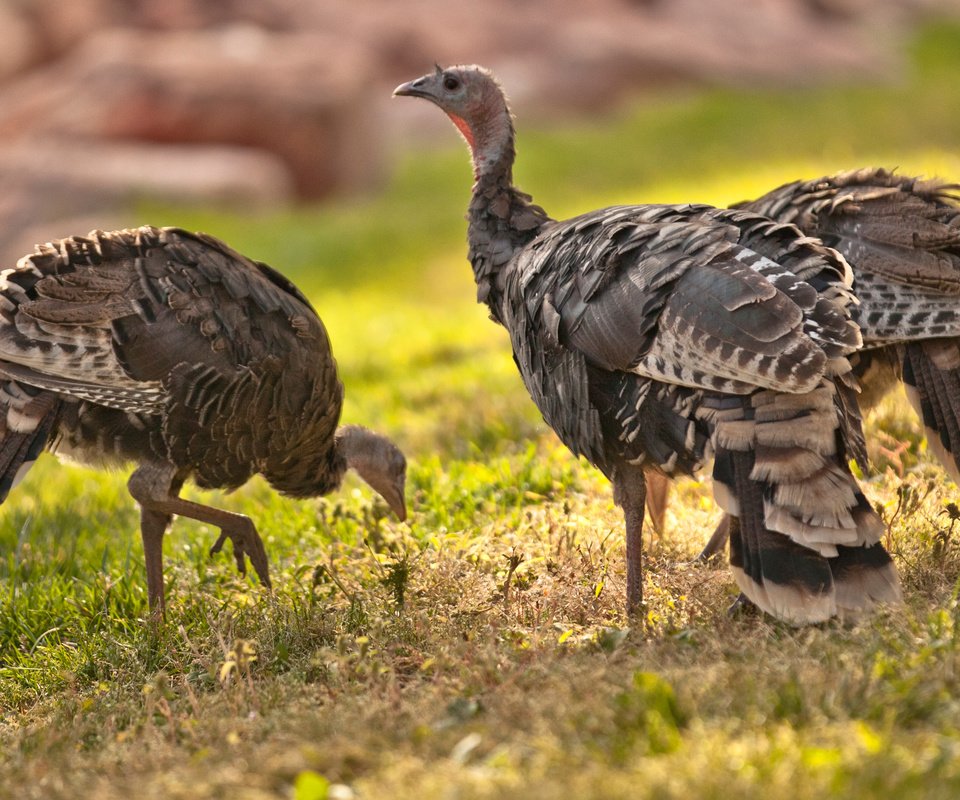 Обои трава, природа, птицы, клюв, перья, дрофа, grass, nature, birds, beak, feathers, bustard разрешение 2880x1800 Загрузить