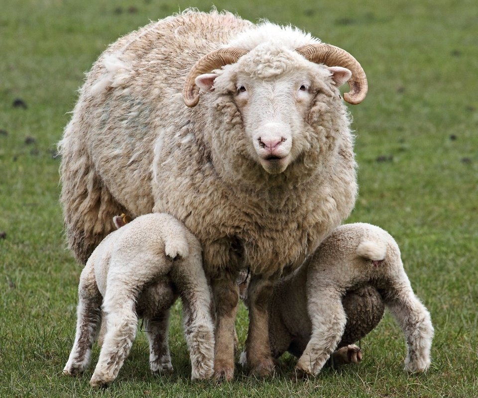Обои трава, рога, детки, овцы, овечки, овца, животные.овца, домашний скот, grass, horns, kids, sheep, animals.sheep, livestock разрешение 2048x1365 Загрузить
