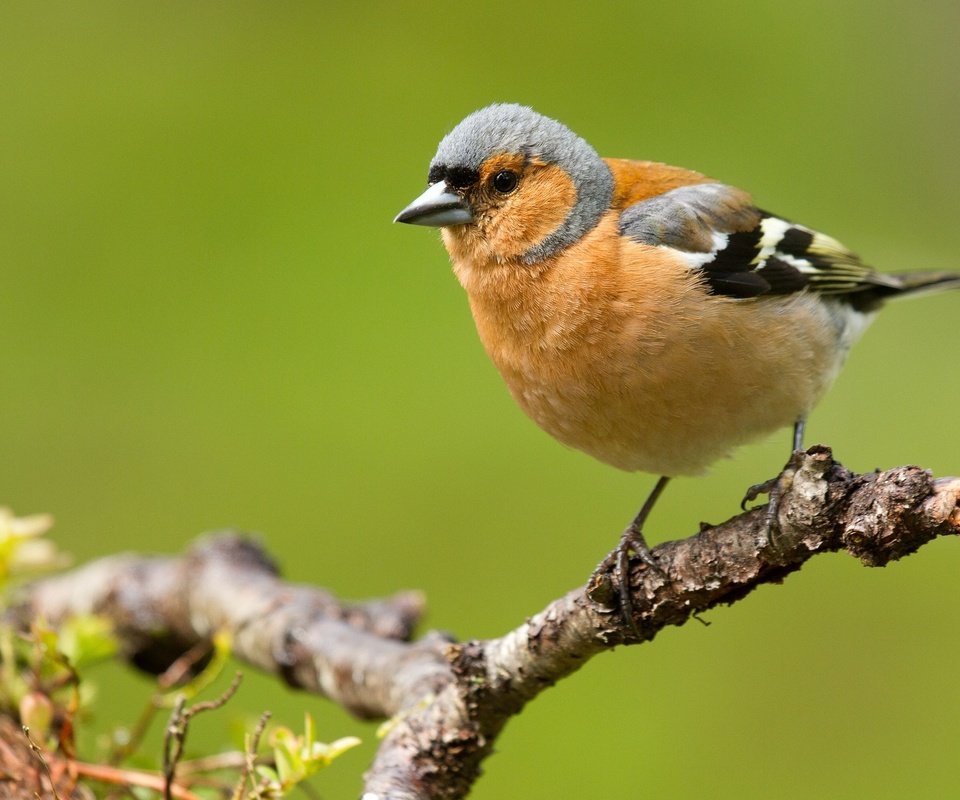 Обои ветка, природа, птицы, зяблик, branch, nature, birds, chaffinch разрешение 2048x1328 Загрузить