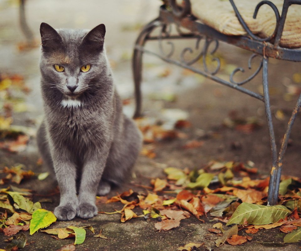 Обои листья, кошка, осень, улица, leaves, cat, autumn, street разрешение 1920x1200 Загрузить