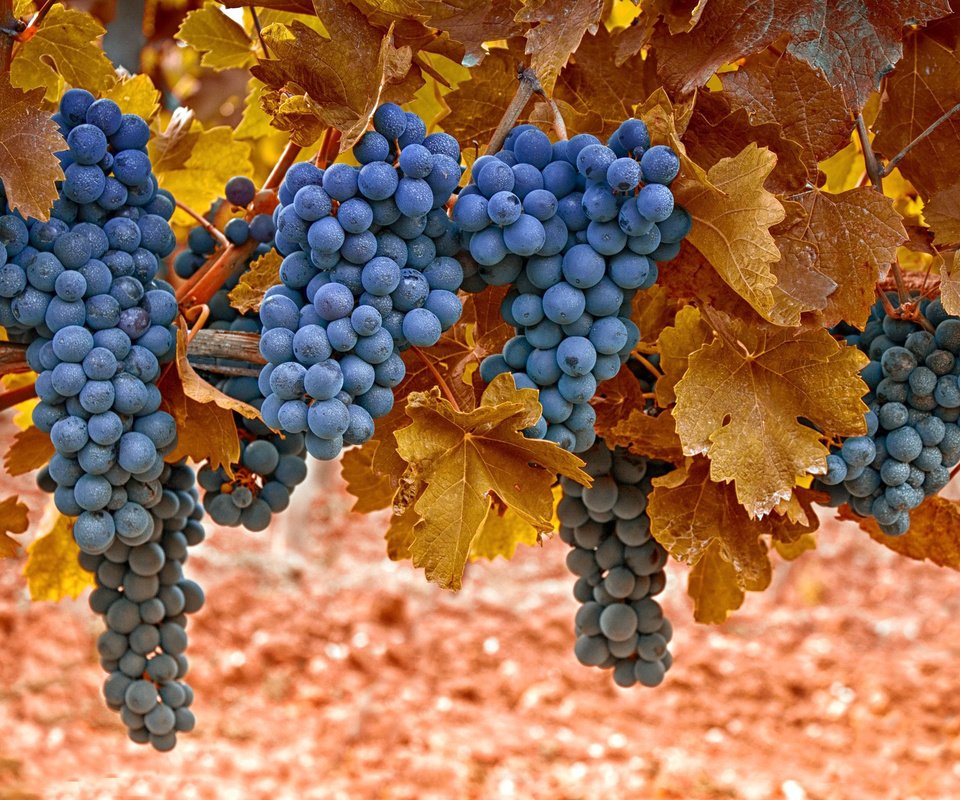 Обои листья, макро, виноград, черный, ягоды, лоза, грозди, leaves, macro, grapes, black, berries, vine, bunches разрешение 2048x1365 Загрузить