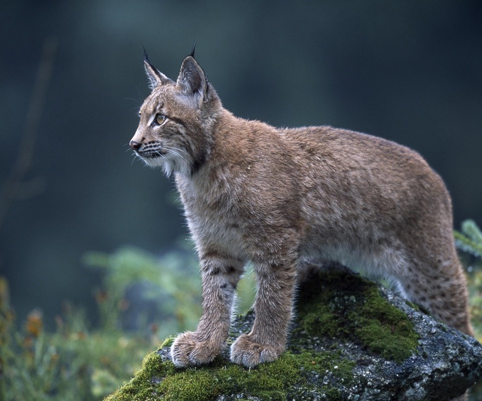 Обои природа, рысь, взгляд, ушки, дикая кошка, nature, lynx, look, ears, wild cat разрешение 2560x1703 Загрузить