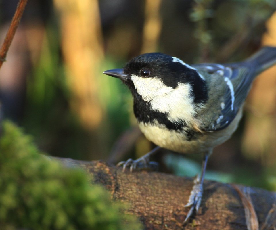 Обои природа, птица, клюв, птичка, синица, синичка, nature, bird, beak, tit, titmouse разрешение 2100x1432 Загрузить