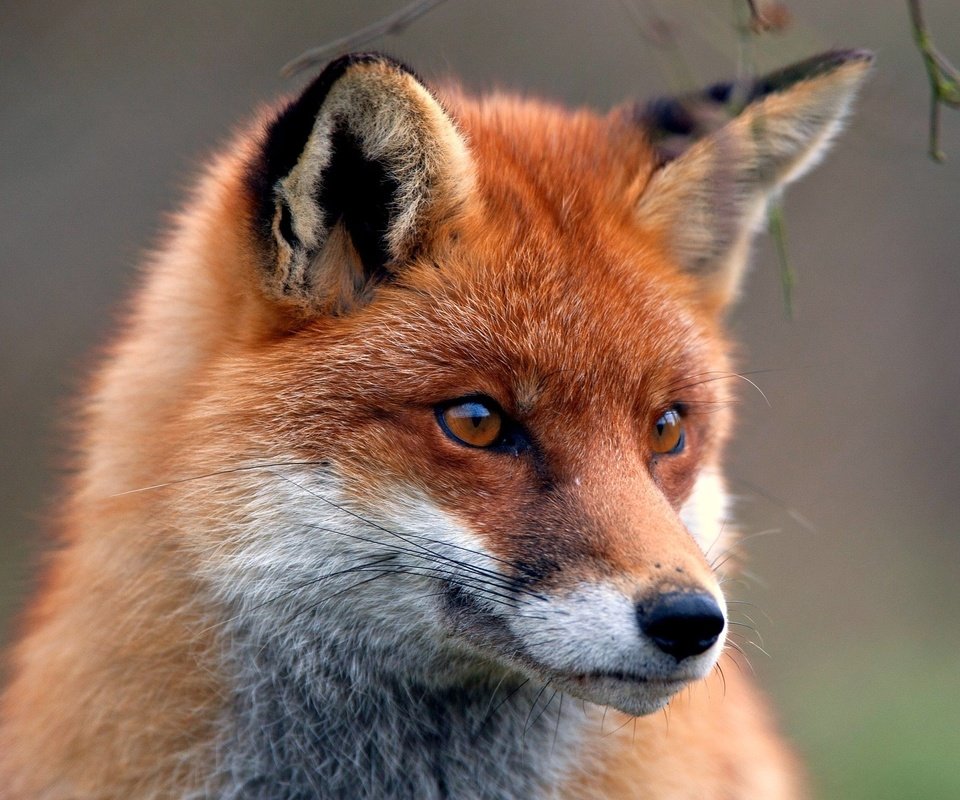 Обои животные, мордочка, взгляд, лиса, хищник, лисица, animals, muzzle, look, fox, predator разрешение 2200x1450 Загрузить